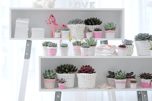 Echeveria - Groen van bij ons