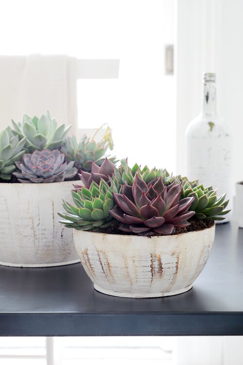 Echeveria