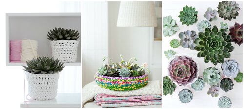 Echeveria - Groen van bij ons