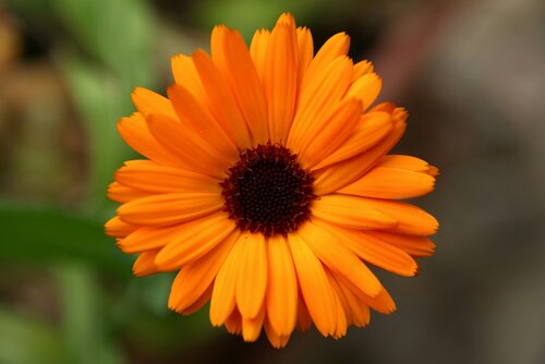 Eenjarige bloemen kweken - Groen van bij ons