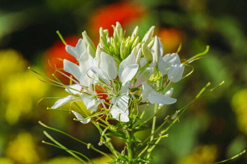 Eenjarige bloemen kweken - Groen van bij ons