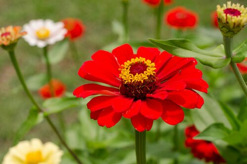 Eenjarige bloemen kweken - Groen van bij ons