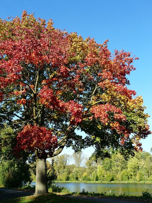 Esdoorn - Groen van bij ons