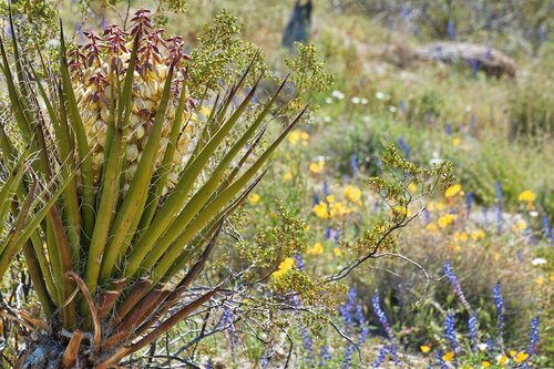 Extreem winterharde planten - Groen van bij ons