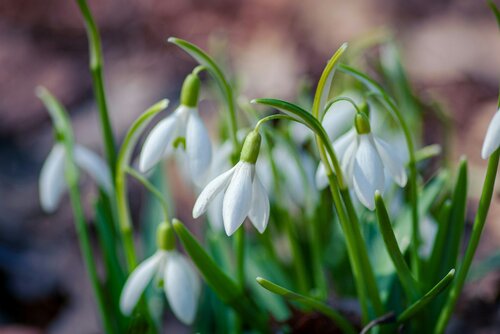 Extreem winterharde planten - Groen van bij ons