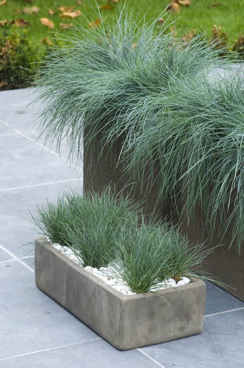 festuca glauca - blauw schapengras in bloembak