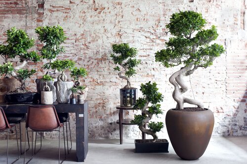 Ficus Ginseng in pot