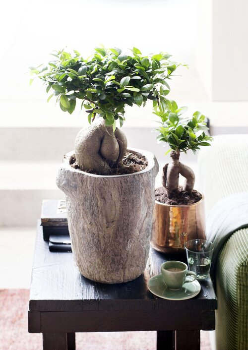 Ficus in pot kamerplant - Groen van bij ons