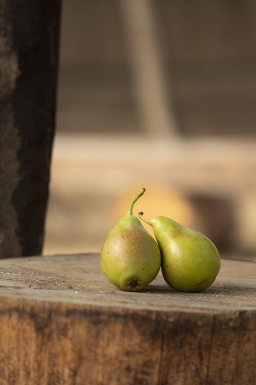 Fruitbomen in je tuin - Groen van bij ons