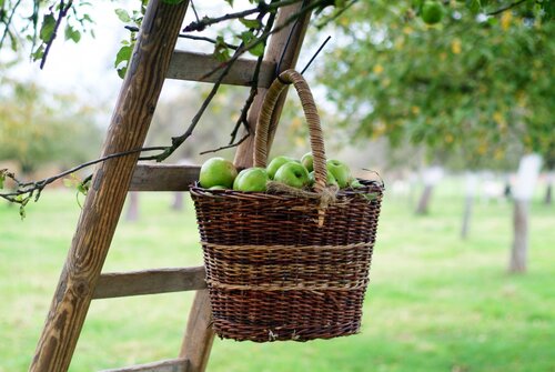 Fruitbomen planten