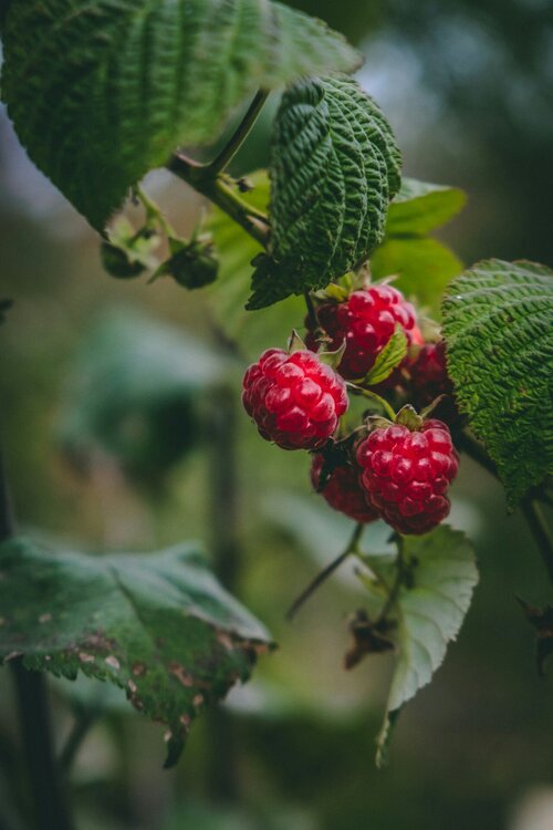 Fruitklimplanten - Groen van bij ons