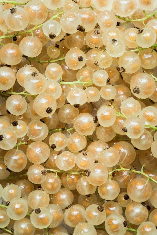 Fruitklimplanten - Groen van bij ons