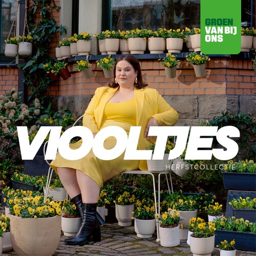 Kleur je vensterbank - Viooltjes - Groen van bij ons