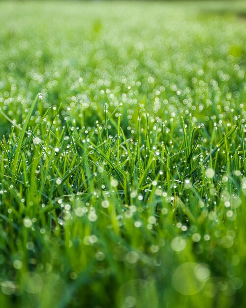 Gazon bemesten - Groen van bij ons