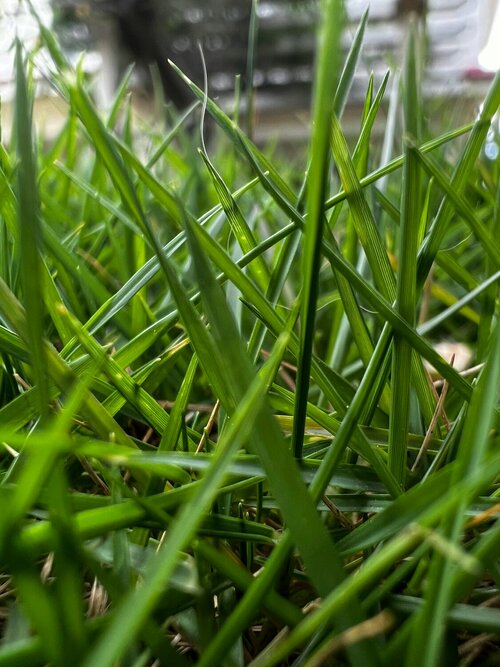 Gazon bemesten - Groen van bij ons