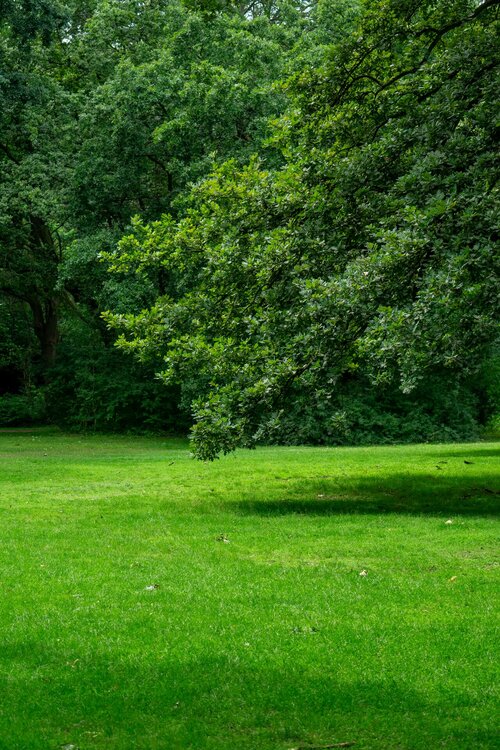 De groene basis van elke tuin - Gazon je eigen groen tapijt - Groen van bij ons