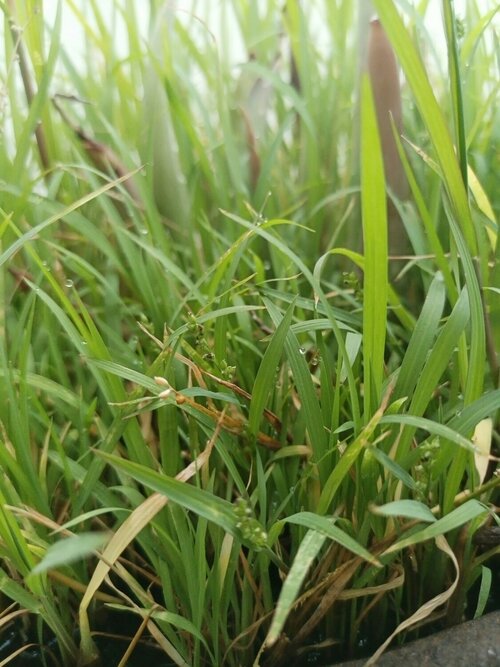 Gazonvreemde grassen - Groen van bij ons