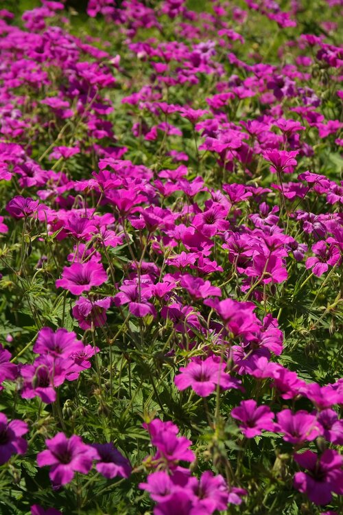 Geranium - Groen van bij ons
