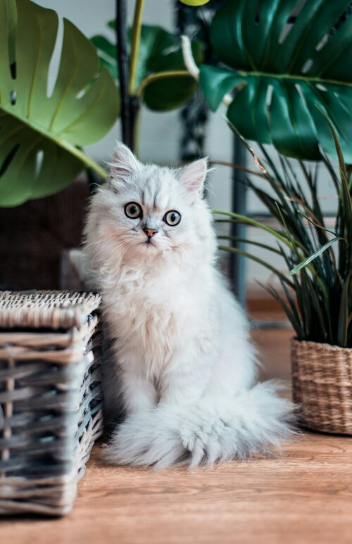 Giftige planten voor katten - Groen van bij ons