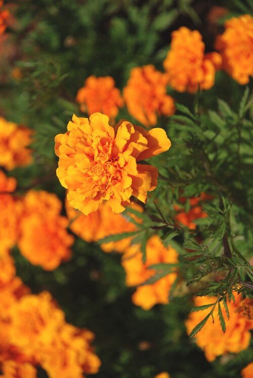 Goudsbloem
