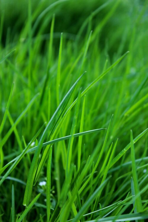 Grassoorten kiezen - Groen van bij ons