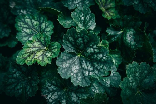 Groenblijvende bodembedekkers - Groen van bij ons