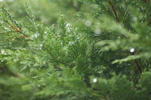 Groenblijvende hagen - Groen van bij ons