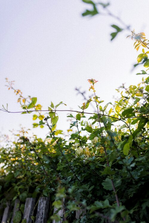 Haagplanten kiezen - Groen van bij ons
