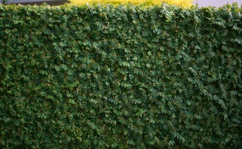Haagplanten kiezen - Groen van bij ons