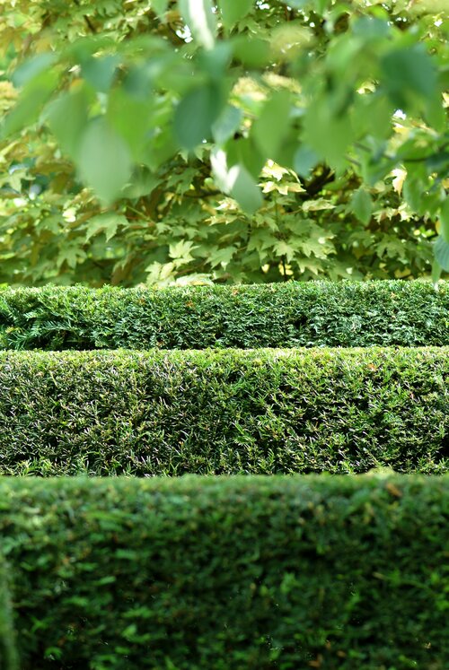 taxus groenblijvende haag