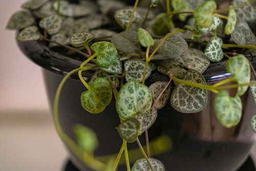 Hangplanten stylen - Groen van bij ons