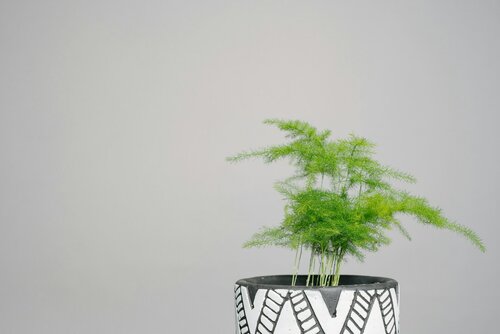 Hangplanten stylen - Groen van bij ons