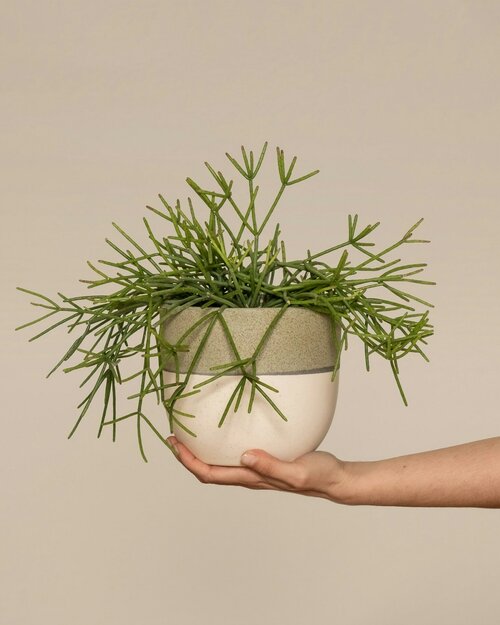 Hangplanten stylen - Groen van bij ons