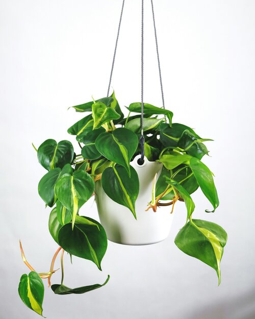 Hangplanten stylen - Groen van bij ons