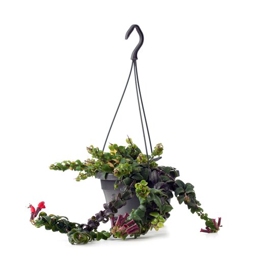Hangplanten stylen - Groen van bij ons