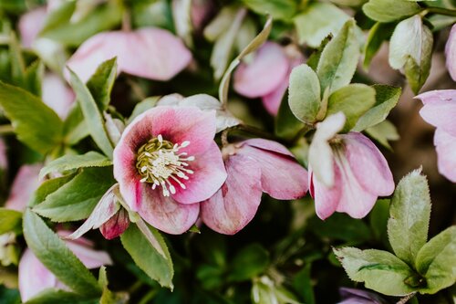 Helleborus kiezen - Groen van bij ons