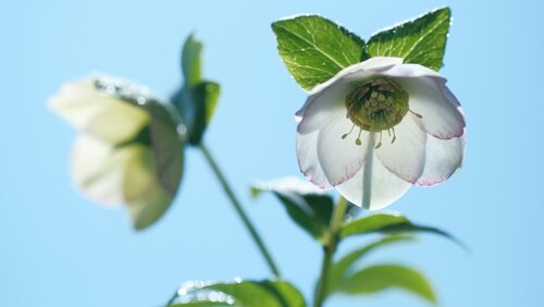 Helleborus kiezen - Groen van bij ons