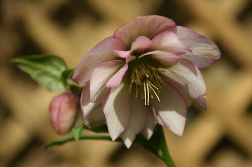 Helleborus planten - Groen van bij ons