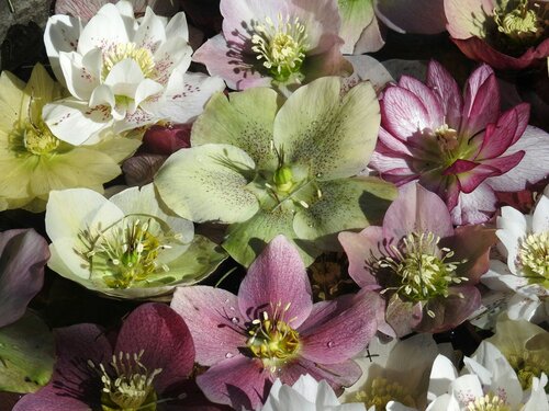 Helleborus planten - Groen van bij ons