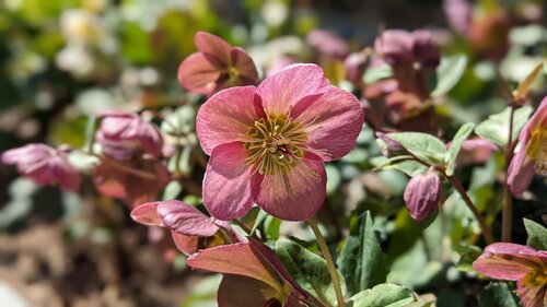 Helleborus planten - Groen van bij ons