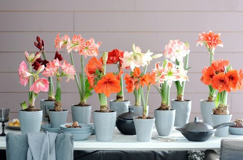 Hippeastrum diverse kleuren in pot - Groen van bij ons