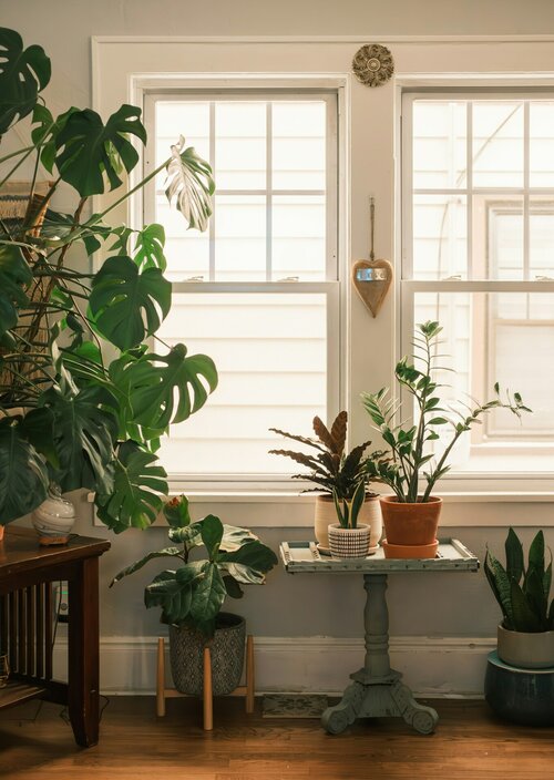 Hoe style je je interieur met planten - Groen van bij ons