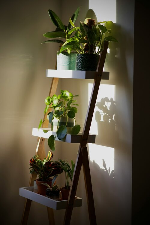 Hoe style je je interieur met planten - Groen van bij ons