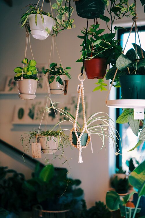 Hoe style je je interieur met planten - Groen van bij ons