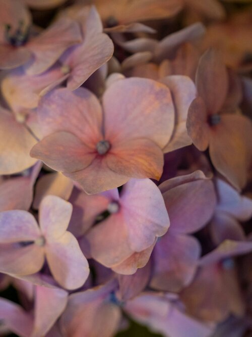 Hortensia boeket - Groen van bij ons