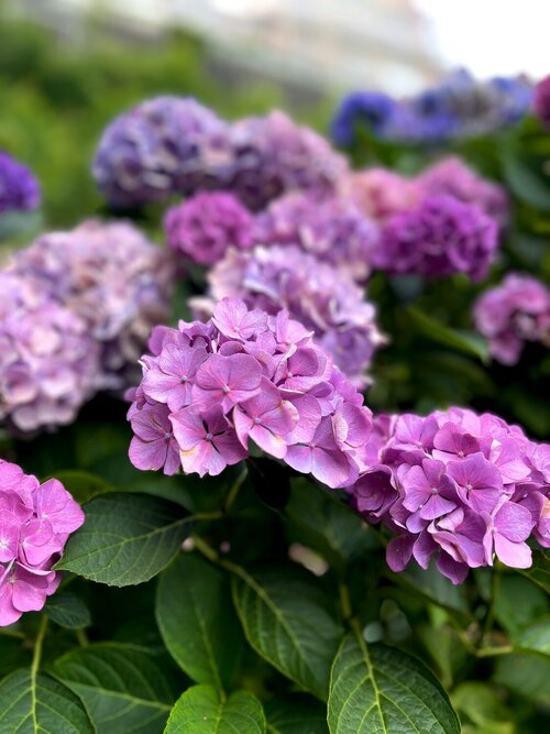 Hortensia boeket - Groen van bij ons