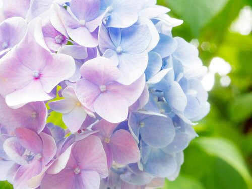 Hortensia planten en verzorgen - Groen van bij ons