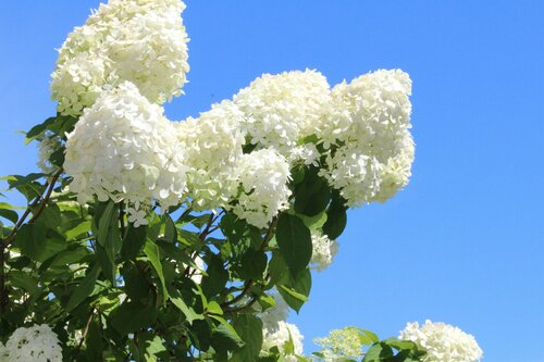 Hortensia planten en verzorgen - Groen van bij ons