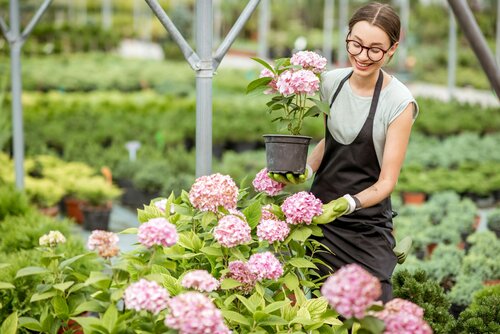 Hortensia planten en verzorgen - Groen van bij ons
