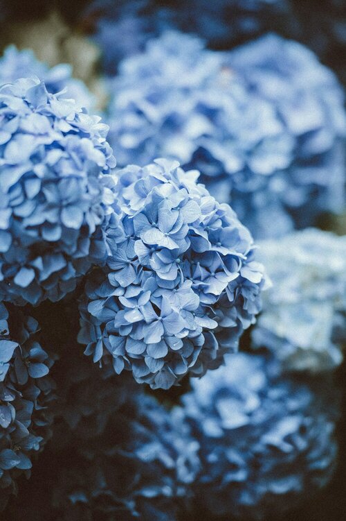 Hortensia snoeien - Groen van bij ons